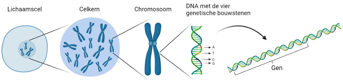 DNA